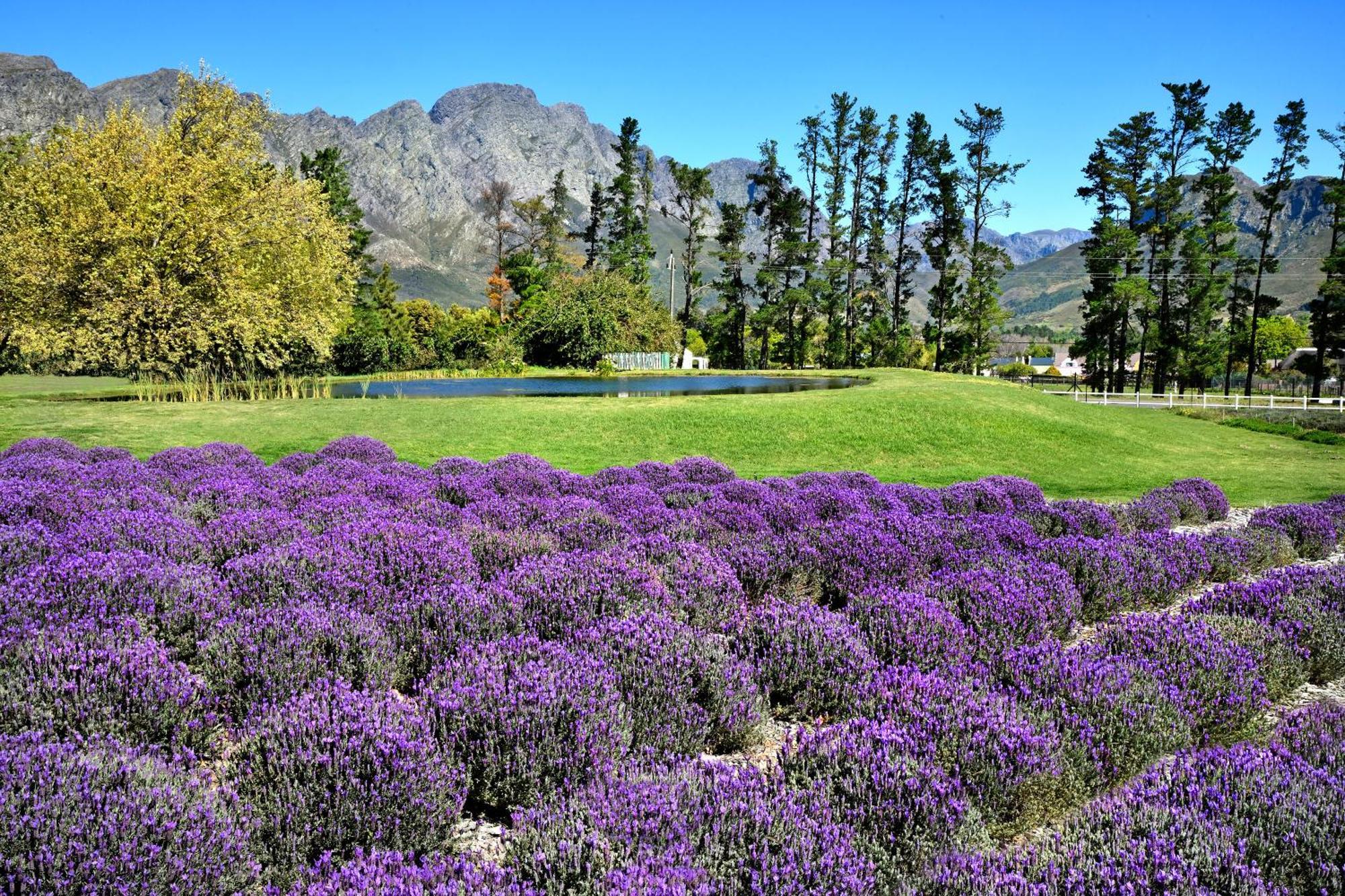 Lavender Farm Boutique Guest House Franschhoek Exterior foto