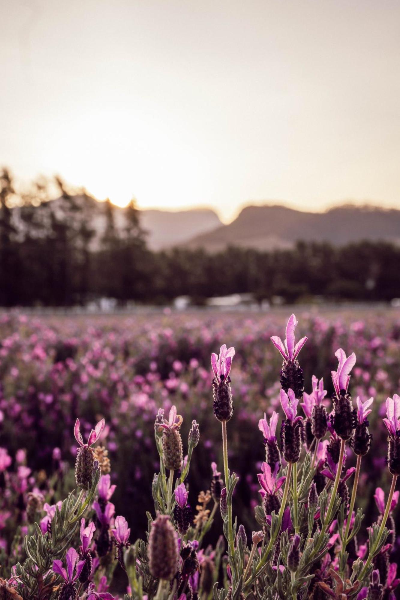 Lavender Farm Boutique Guest House Franschhoek Exterior foto