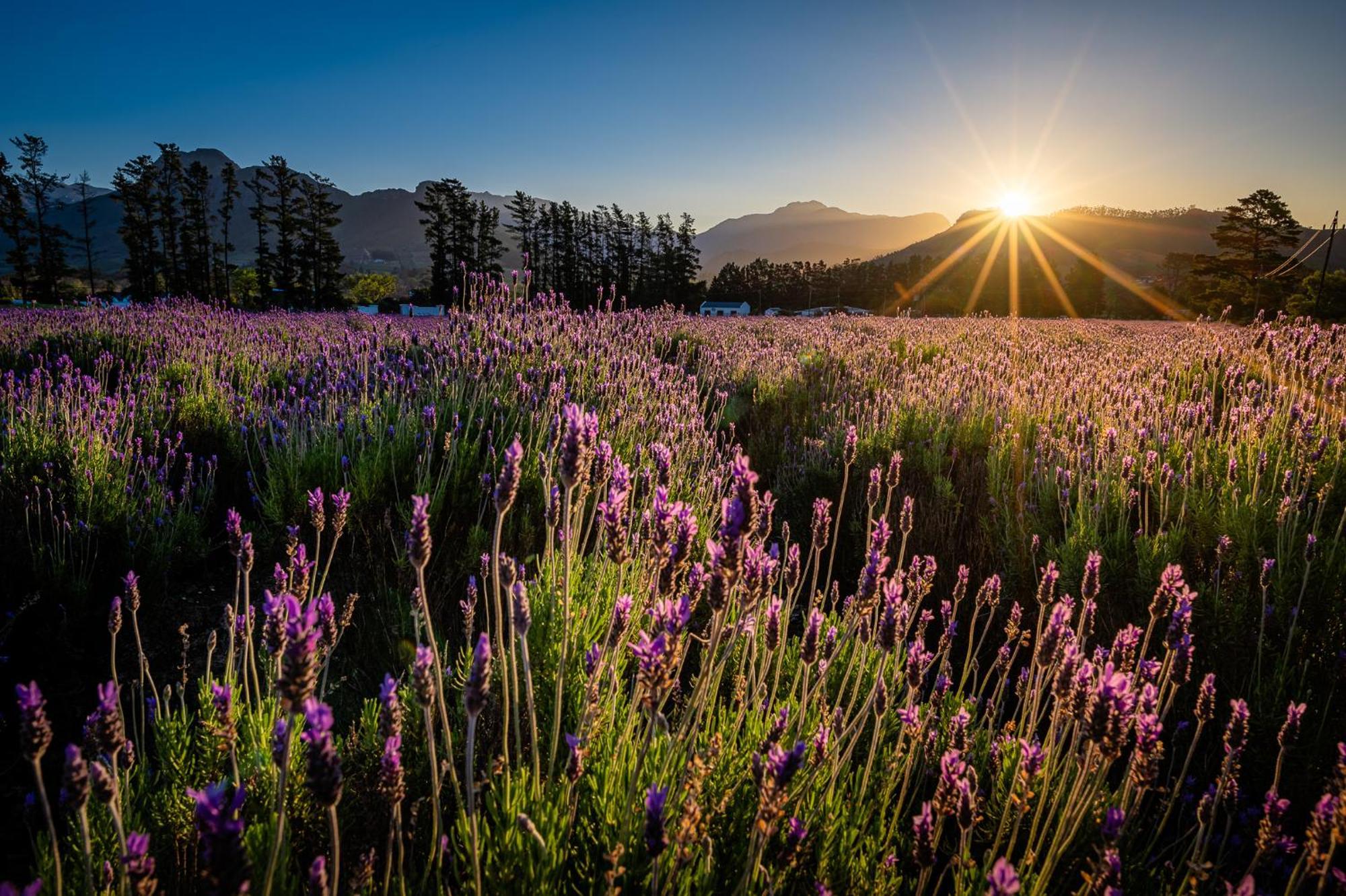 Lavender Farm Boutique Guest House Franschhoek Exterior foto