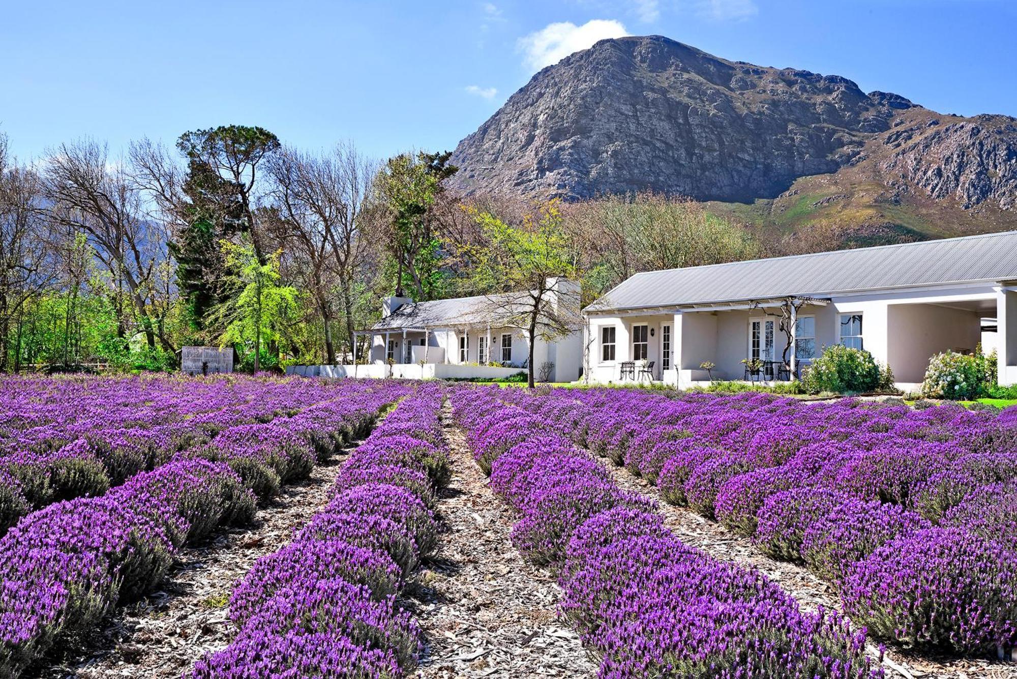 Lavender Farm Boutique Guest House Franschhoek Exterior foto