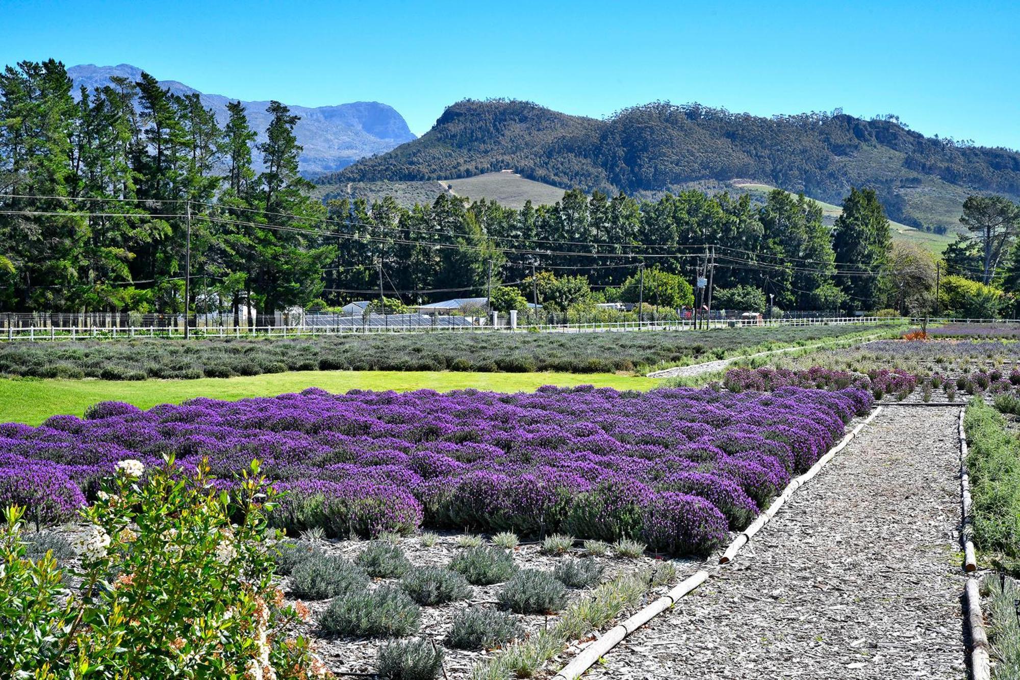 Lavender Farm Boutique Guest House Franschhoek Exterior foto