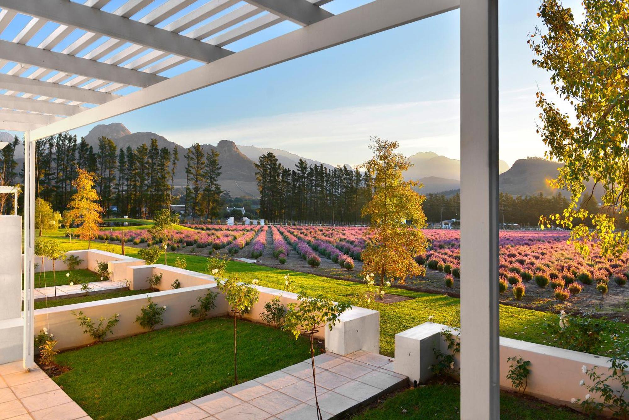 Lavender Farm Boutique Guest House Franschhoek Exterior foto